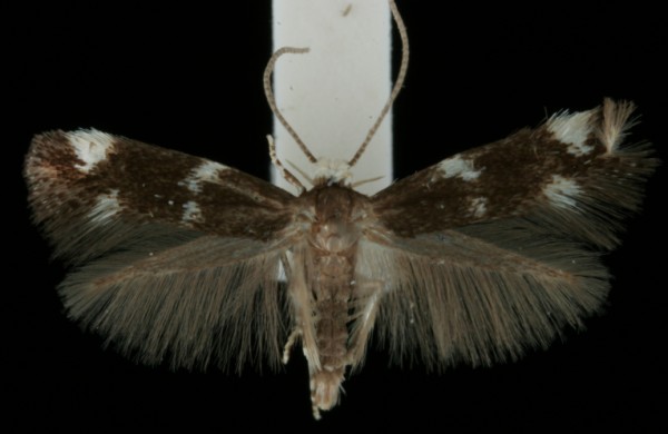 Elachista albifrontella Elachista albifrontella