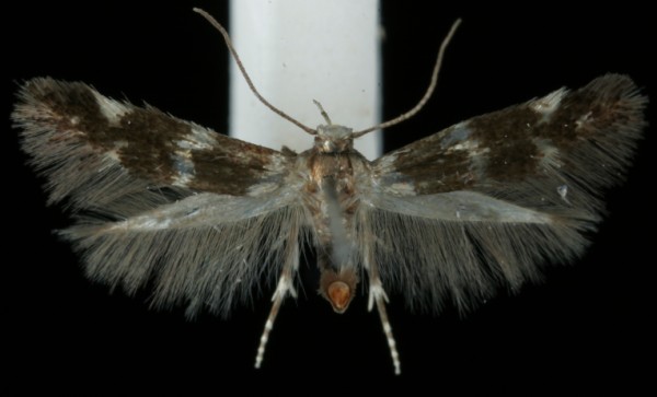 Elachista nobilella Elachista nobilella
