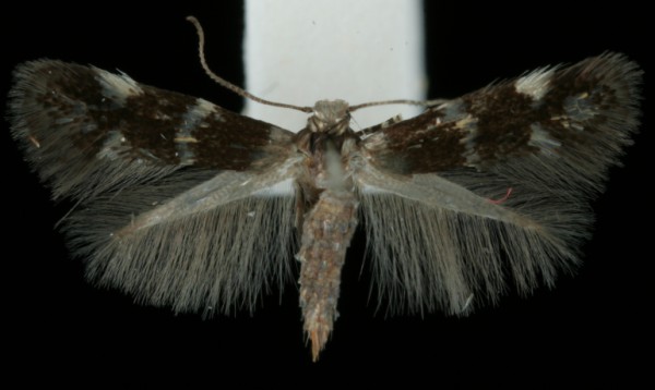 Elachista nobilella Elachista nobilella