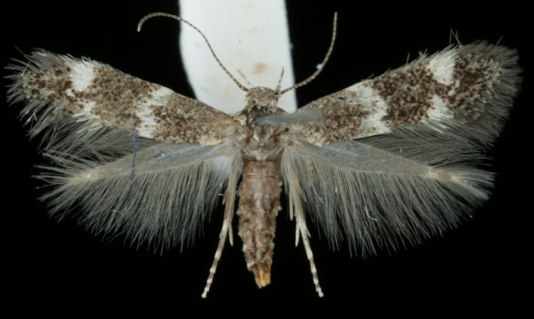 Elachista subnigrella