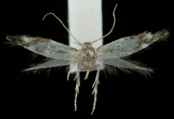 Elachista herrichii Elachista herrichii