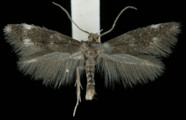 Elachista humilis Elachista humilis