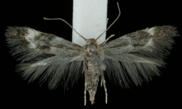 Elachista humilis Elachista humilis