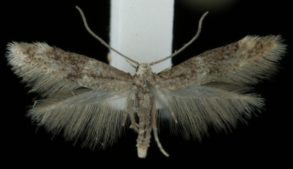 Elachista canapennella Elachista canapennella