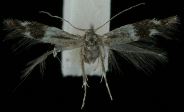 Elachista canapennella Elachista canapennella