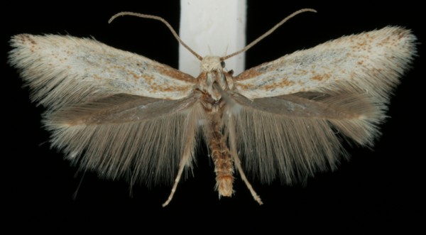Elachista rufocinerea Elachista rufocinerea
