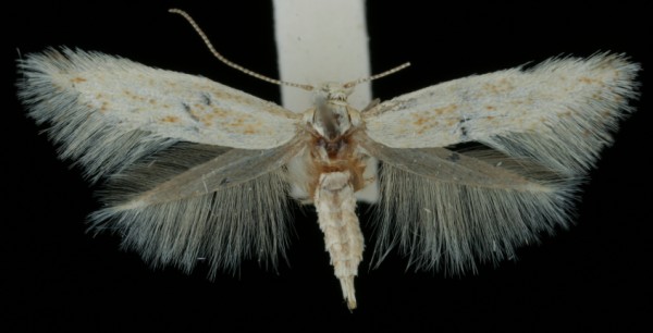 Elachista rufocinerea Elachista rufocinerea
