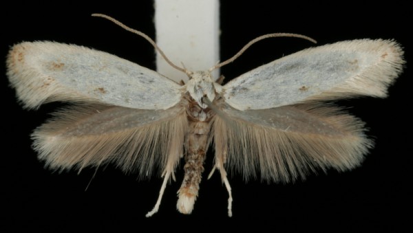 Elachista maculicerusella Elachista maculicerusella