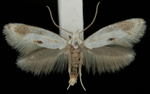 Elachista maculicerusella Elachista maculicerusella