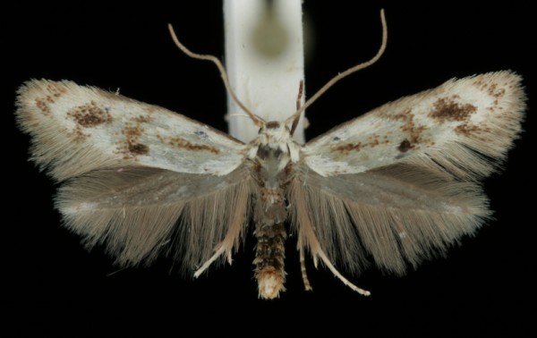 Elachista maculicerusella Elachista maculicerusella
