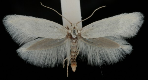 Elachista argentella Elachista argentella