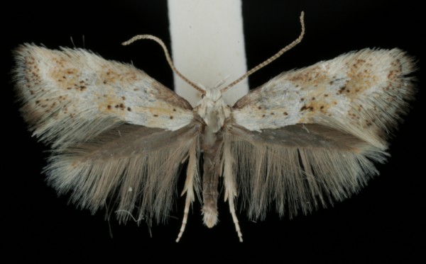 Elachista subocellea Elachista subocellea