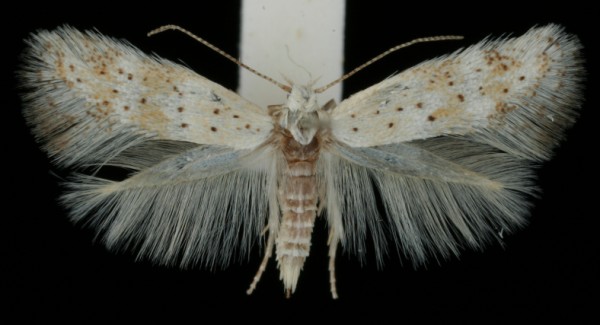 Elachista subocellea Elachista subocellea