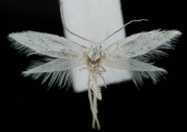 Elachista distigmatella Elachista distigmatella