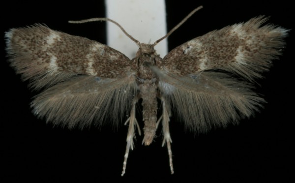 Elachista pullicomella Elachista pullicomella