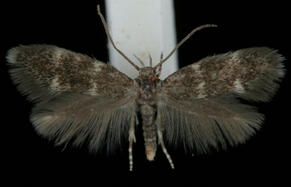 Elachista pullicomella Elachista pullicomella