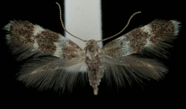 Elachista pullicomella