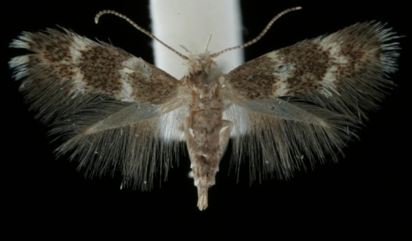 Elachista pullicomella