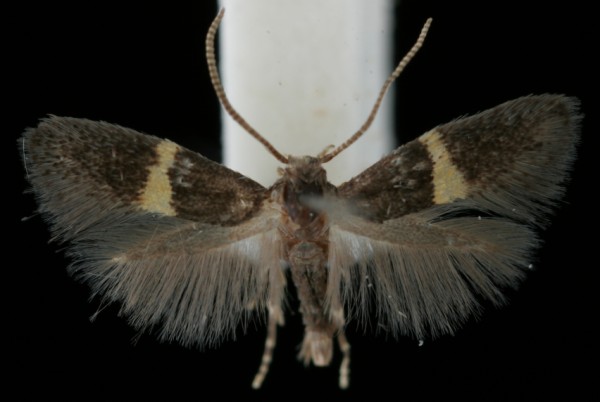 Elachista chrysodesmella Elachista chrysodesmella