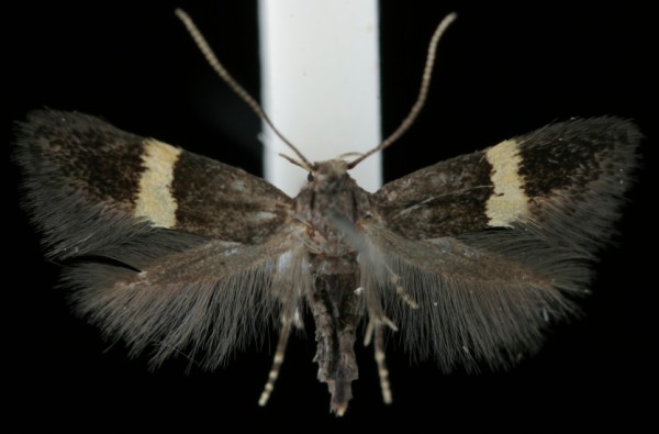 Elachista chrysodesmella Elachista chrysodesmella