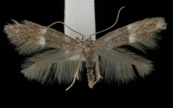 Elachista adscitella Elachista adscitella