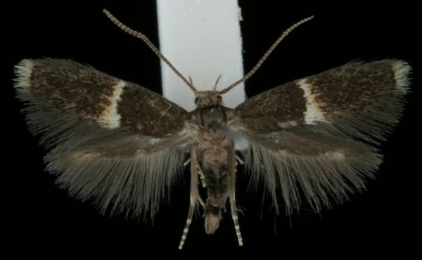 Elachista bisulcella Elachista bisulcella