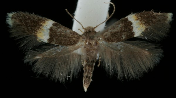 Elachista bisulcella Elachista bisulcella