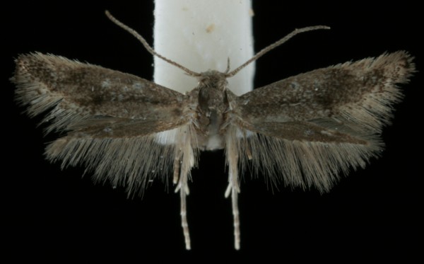 Elachista serricornis Elachista serricornis