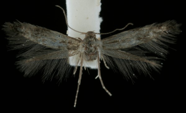 Elachista serricornis Elachista serricornis