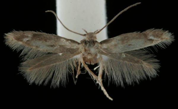 Elachista eleochariella Elachista eleochariella