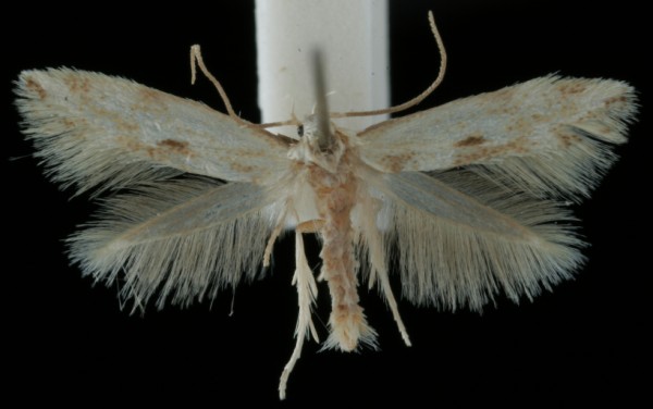 Elachista scirpi Elachista scirpi