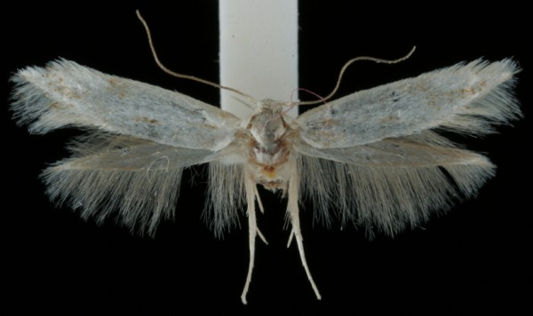 Elachista scirpi Elachista scirpi