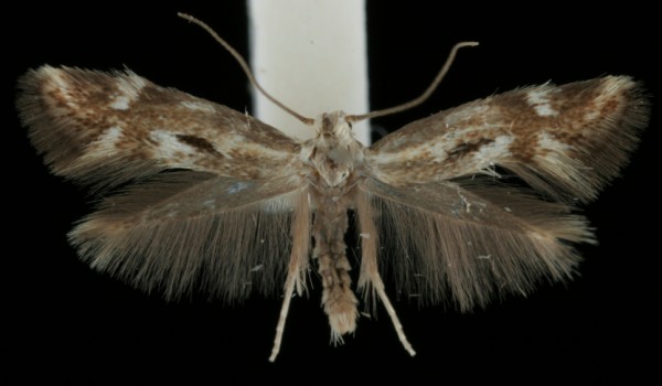 Elachista utonella Elachista utonella