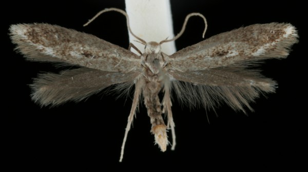 Elachista utonella Elachista utonella