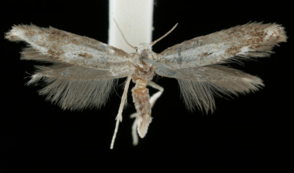 Elachista utonella