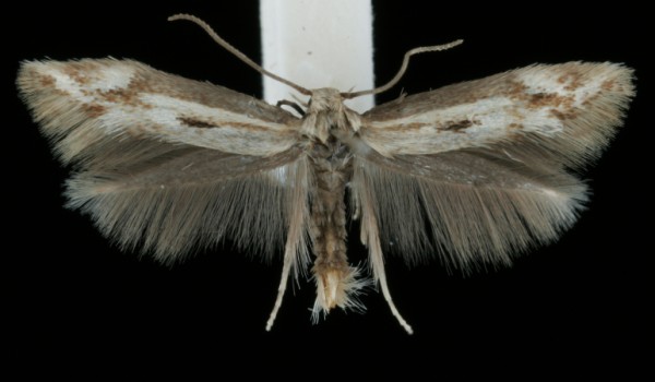 Elachista albidella Elachista albidella