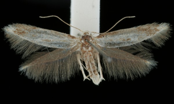 Elachista albidella Elachista albidella