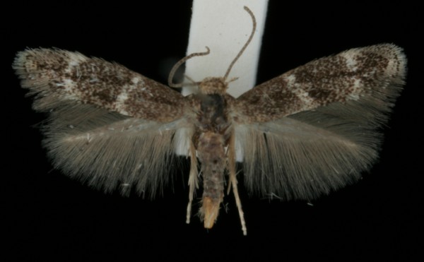 Elachista freyerella