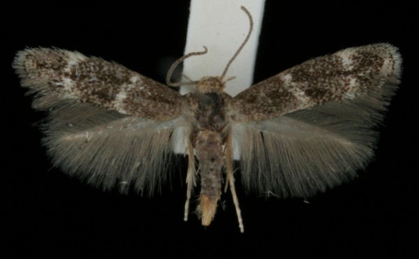 Elachista freyerella Elachista freyerella