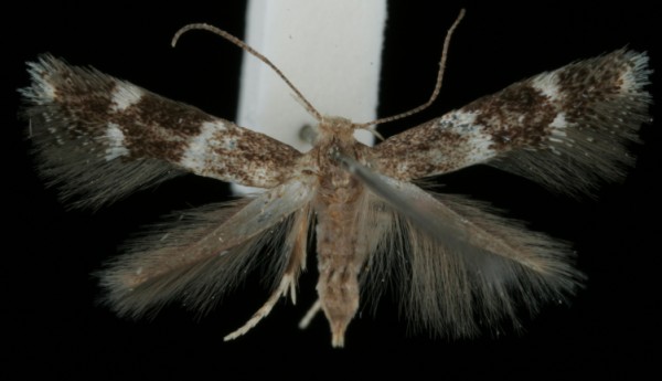 Elachista freyerella Elachista freyerella