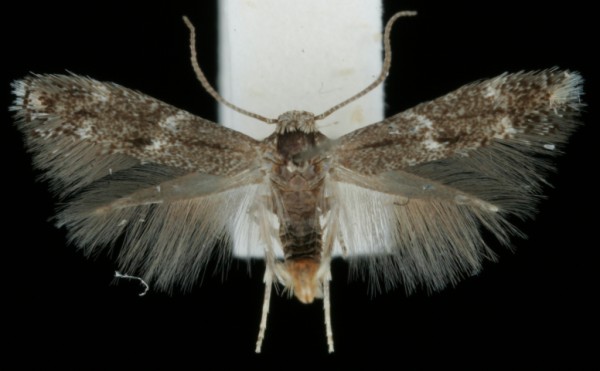 Elachista exactella Elachista exactella