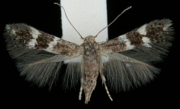 Elachista exactella Elachista exactella