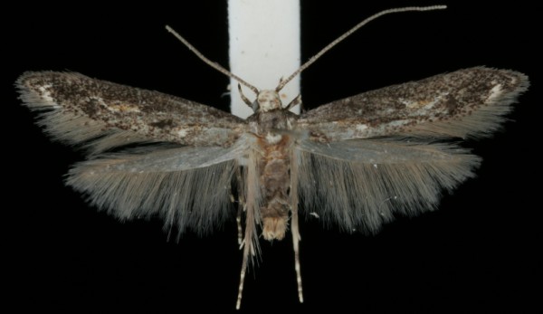 Blastodacna atra