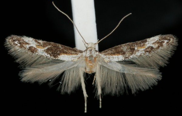 Blastodacna hellerella Blastodacna hellerella