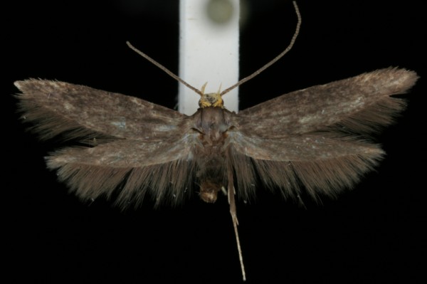 Spuleria flavicaput Spuleria flavicaput