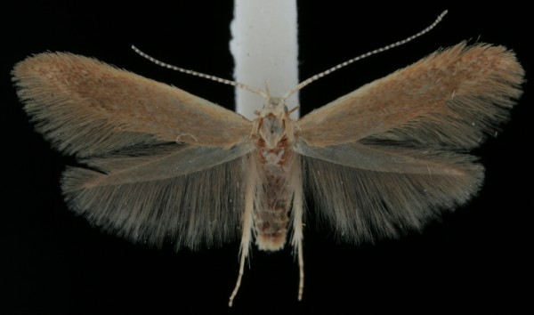 Coleophora flavipennella