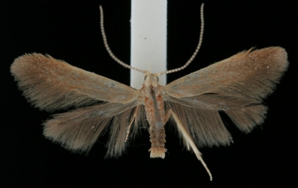 Coleophora flavipennella