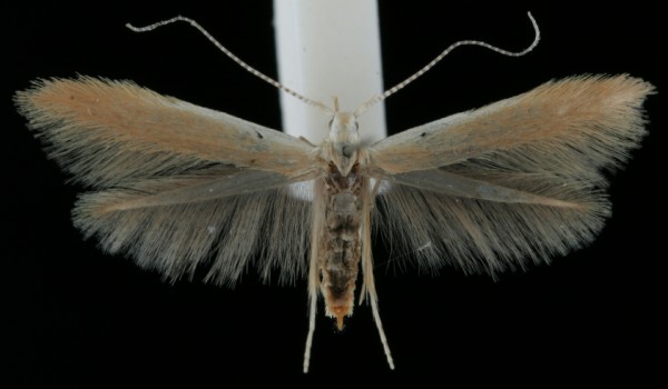 Coleophora milvipennis Coleophora milvipennis
