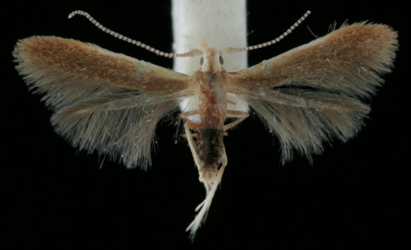 Coleophora badiipennella Coleophora badiipennella