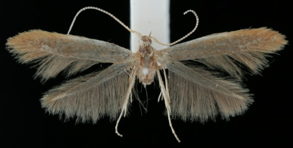 Coleophora alnifoliae Coleophora alnifoliae